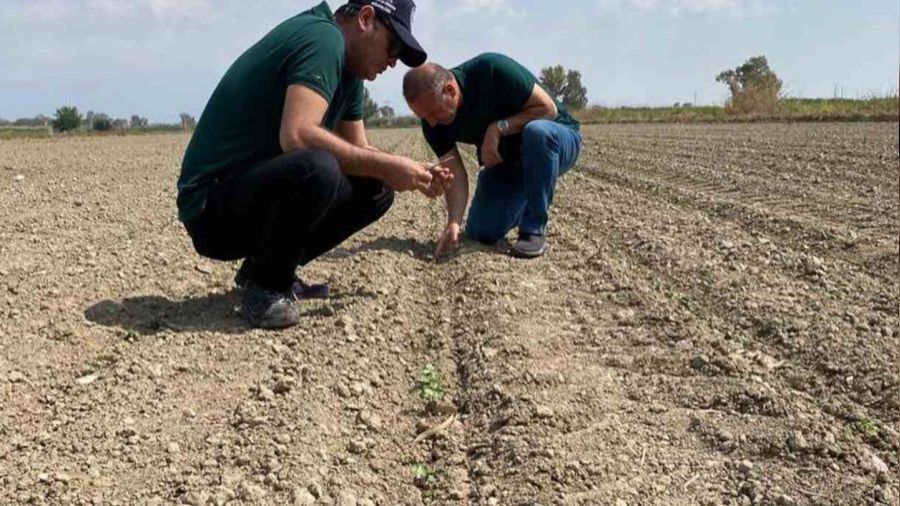 Aydın'da 'beyaz altın' için sahaya indiler