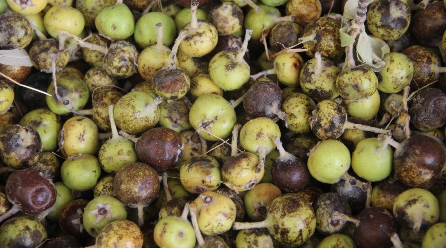 Azı yarar, fazlası zarar