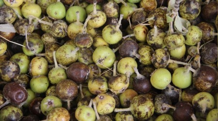 Azı yarar, fazlası zarar