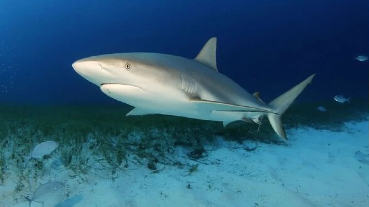 Brezilya açıklarındaki köpek balıklarında kokain tespit edildi