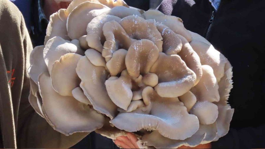 Çobanın bulduğu dev mantar görenleri hayrete düşürdü