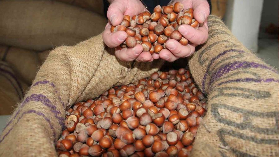 Fındık fiyatı yükselişini sürdürüyor