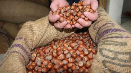 Fındık fiyatı yükselişini sürdürüyor