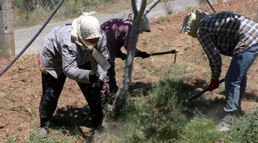 Genler tarmdan uzaklat, ifti ya ykseldi