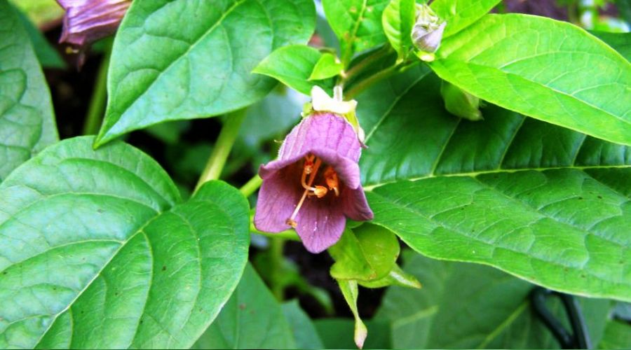 'Güzelavrat' otundan 4 kişiyi zehirlendi