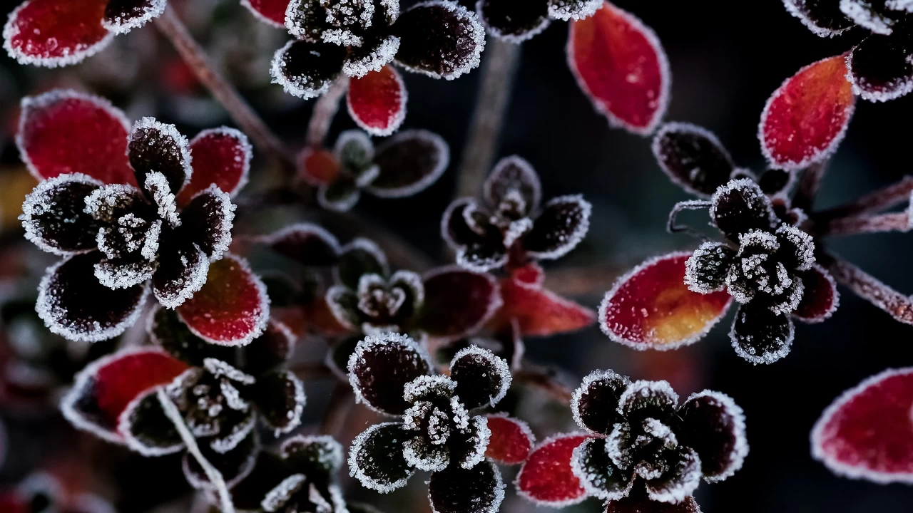 Hârun’un, İmam Kazım’ı zindana atması