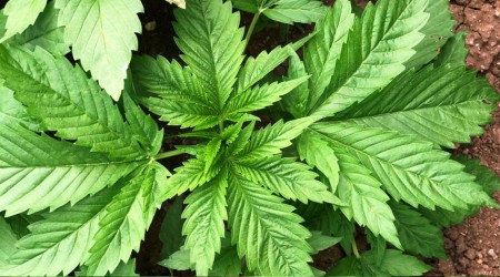 Kenevir üretim izni müracaatları başladı