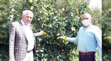 Limon üreticisi mağdur