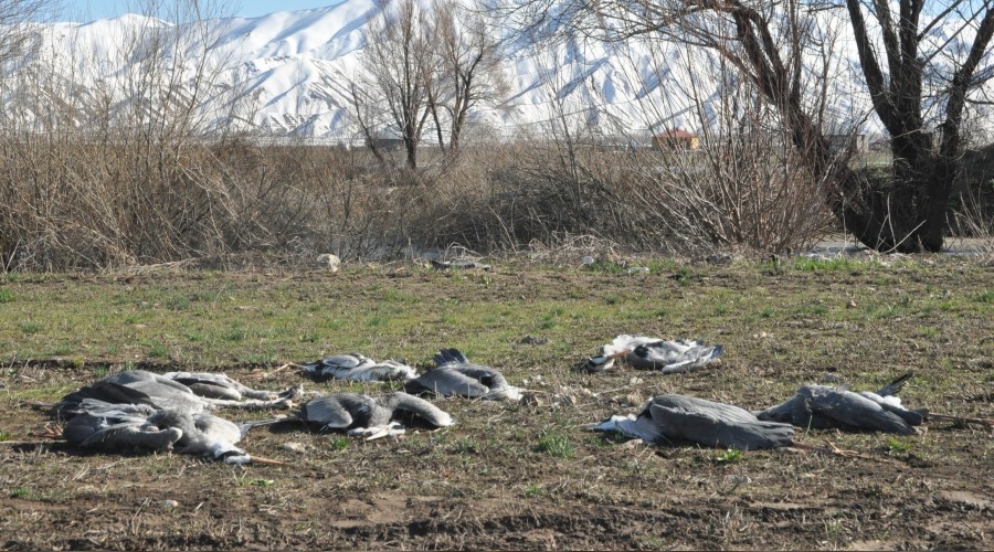 Nehil Sazlığı’nda korkutan kuş ölümleri
