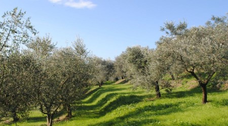 Ödemiş'te satılık zeytinlik