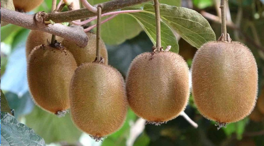 Ordu kivisinin fiyatı belirlendi