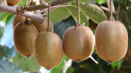 Ordu kivisinin fiyatı belirlendi