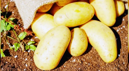 Patates ithalatnda gmrk vergisi sfrland