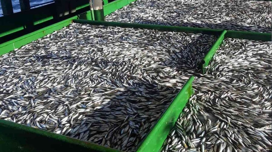 Rize'de hamsinin fiyatı 20 TL'ye kadar indi