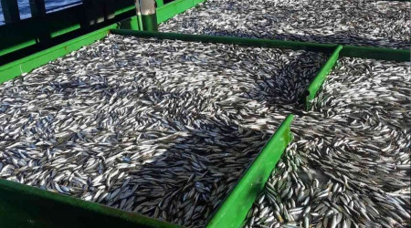 Rize'de hamsinin fiyatı 20 TL'ye kadar indi