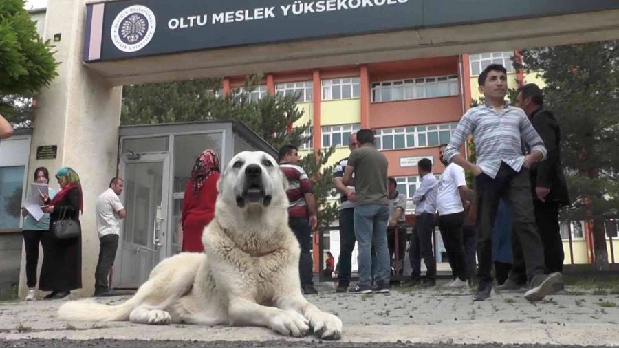 Sınava kangal köpeğiyle geldi