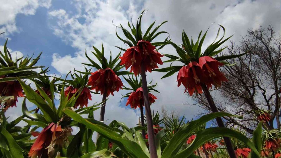 Ters laleler büyülüyor