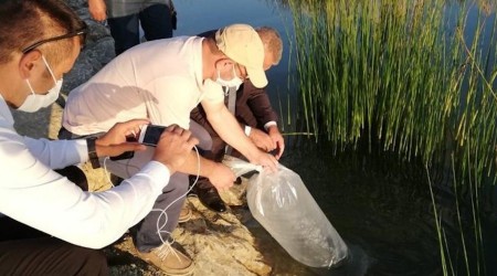 Üniversitedeki gölete 5000 yavru sazan balığı bırakıldı