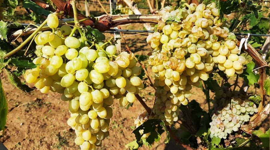 Üzüm bağları dolu ve fırtınadan zarar gördü