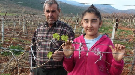 Üzüm bağları yalancı bahara aldandı
