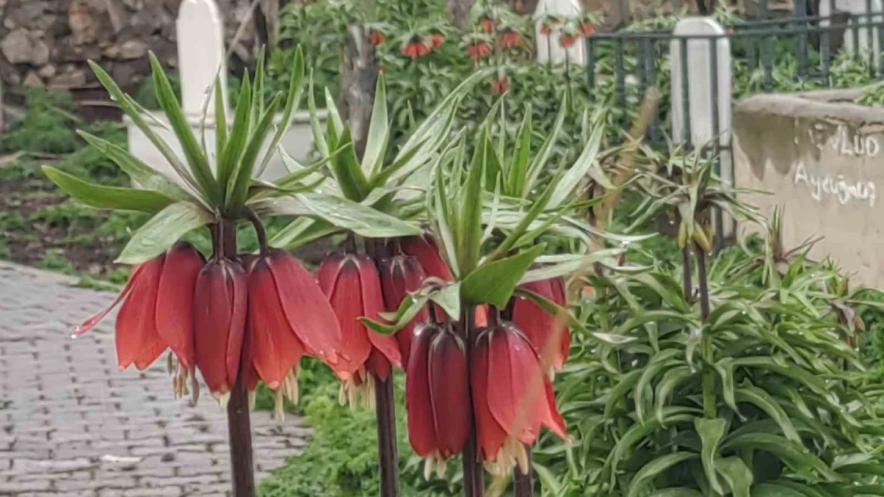 Van'da iki mevsim bir arada