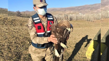 Yaralı kaya kartalı jandarma ekiplerince tedavi ettirildi