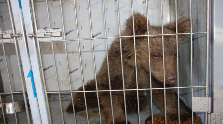 Yaralı yavru ayı sağlığına yeniden kavuştu