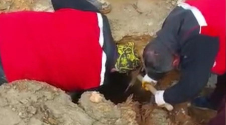 322 saat sonra enkazdan iki koyun ve bir kuzu canlı çıkarıldı