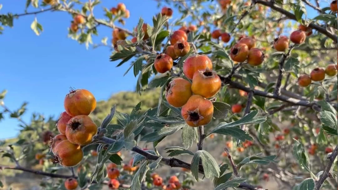 Alıç meyvesi olgunlaştı