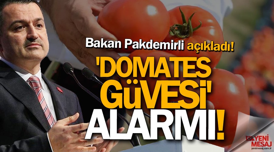 Bakan aklad! Domates gvesi alarm verildi