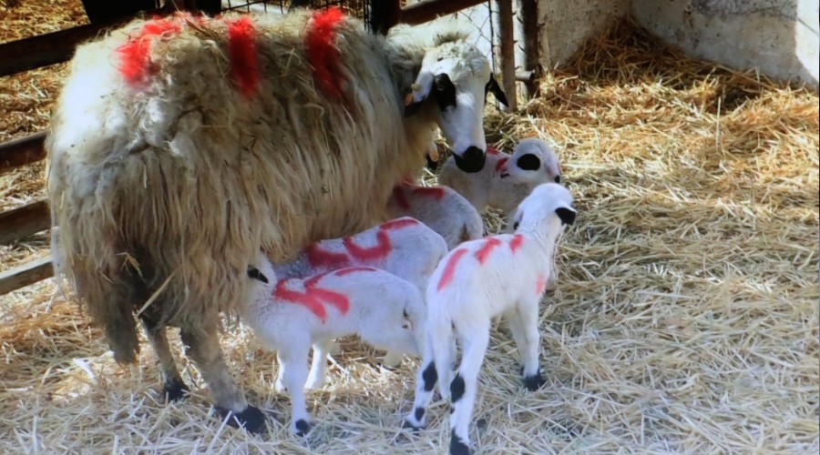 Bir koyun beşiz yavruladı