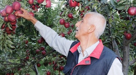 Bitlis'teki elma hasadı yüzleri güldürüyor