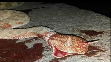 Boynuzlu yılan şaşkına uğrattı