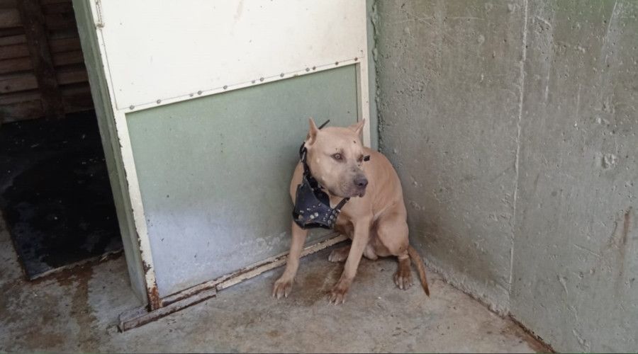 Bu köpekleri besleyenler dikkat