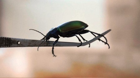 Karadeniz Ormanları 'terminatör böcek'le korunuyor