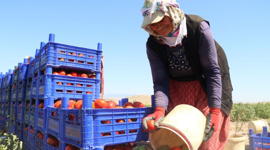 Domateste yüksek verim tezgahtaki fiyatı düşürmedi