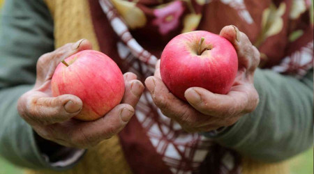 Gümüşhane elmasında hasat başladı
