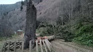 Gümüşhane'de fırtına yüzlerce yıllık ağacı devirdi