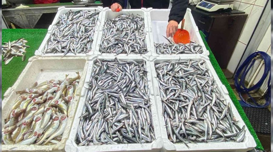 Hamsi bolluğu balıkçıların yüzünü güldürdü