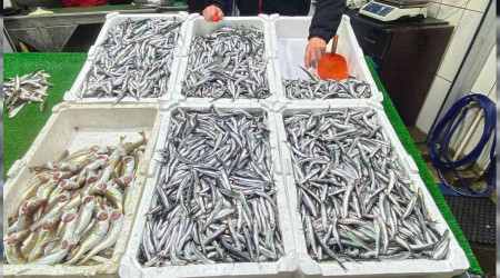 Hamsi bolluğu balıkçıların yüzünü güldürdü