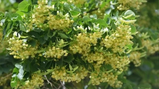 Ihlamur çiçeği nasıl kurutulur?