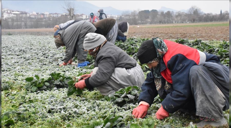 Ispanağın fiyatı da yolda katlanıyor!