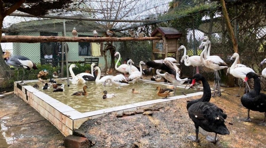 stanbul'da 'kaak ku' operasyonu