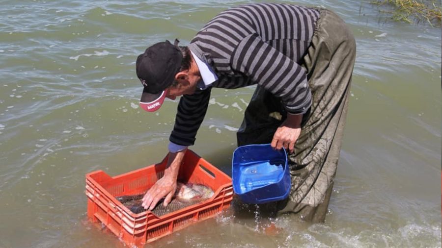 İstilacı balık türü araştırılıyor