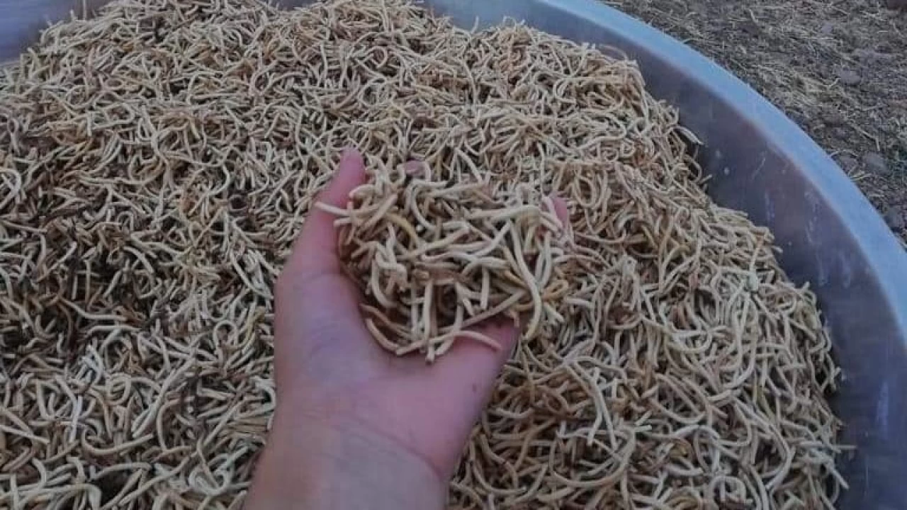 Kadınlar imece usulü erişte kesiyor