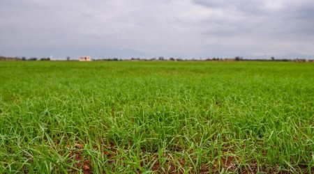 Kepez'de üretilen buğdaydan 1 milyon ekmek