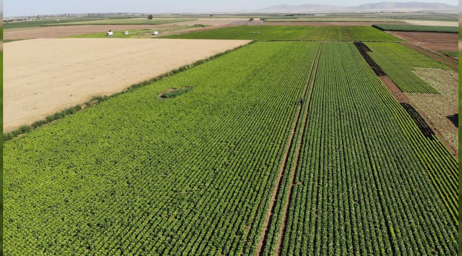 Konya Ovası'nda marul üretimi artıyor
