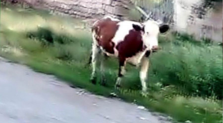 Kurbanlığın firarı 2 gün sürdü