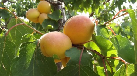 Kuru kayısı rekoltesi 85 bin ton