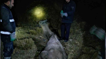 Mahsur kalan atı itfaiye kurtardı